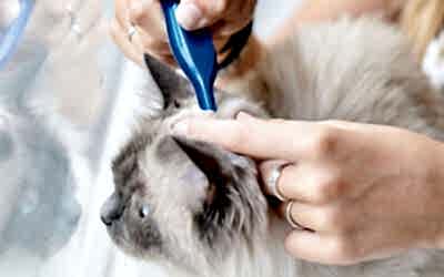 Pipeta para gatos: cómo aplicarla, tipos, duración y consejos