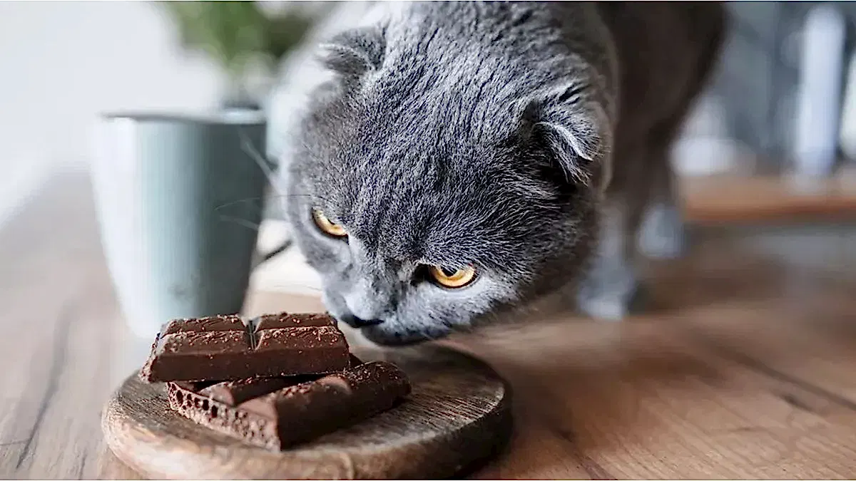 gato-y-chocolatejpg