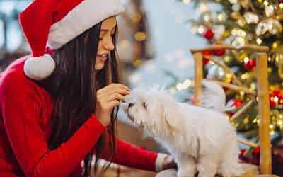 ALIMENTOS PROHIBIDOS EN FIESTA DE FIN DE AÑO&nbsp;PARA MASCOTAS