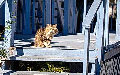 ¿Cómo funcionan los 5 sentidos de los gatos?