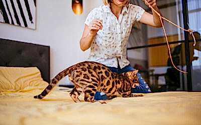 La importancia del juego en los gatos: estimulación, salud y bienestar